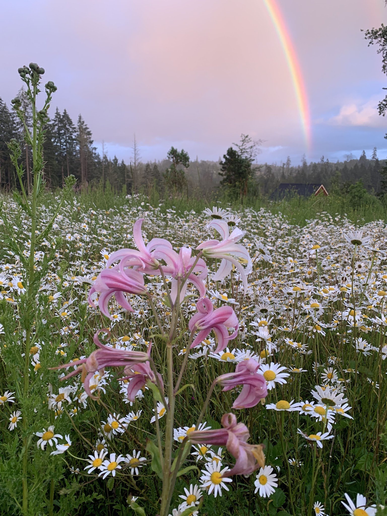Wildflowers at Chaos Vineyard