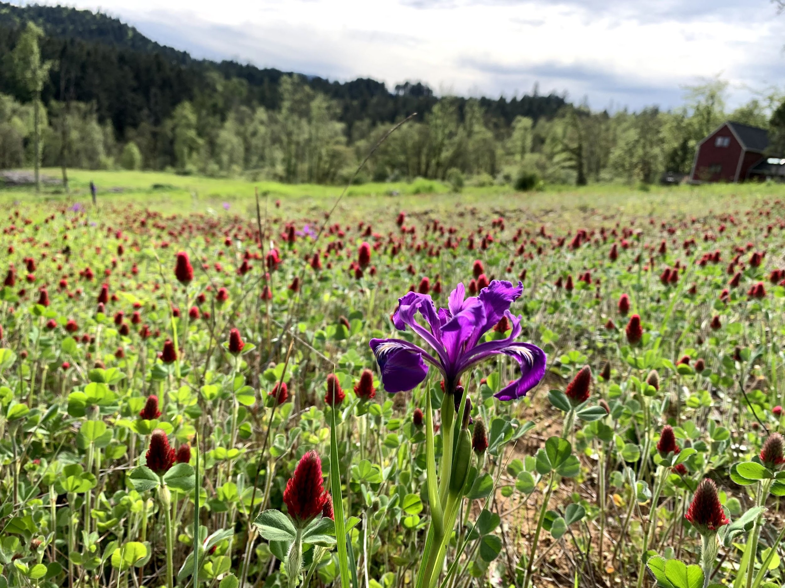 Wildflowers at Chaos Vineyard