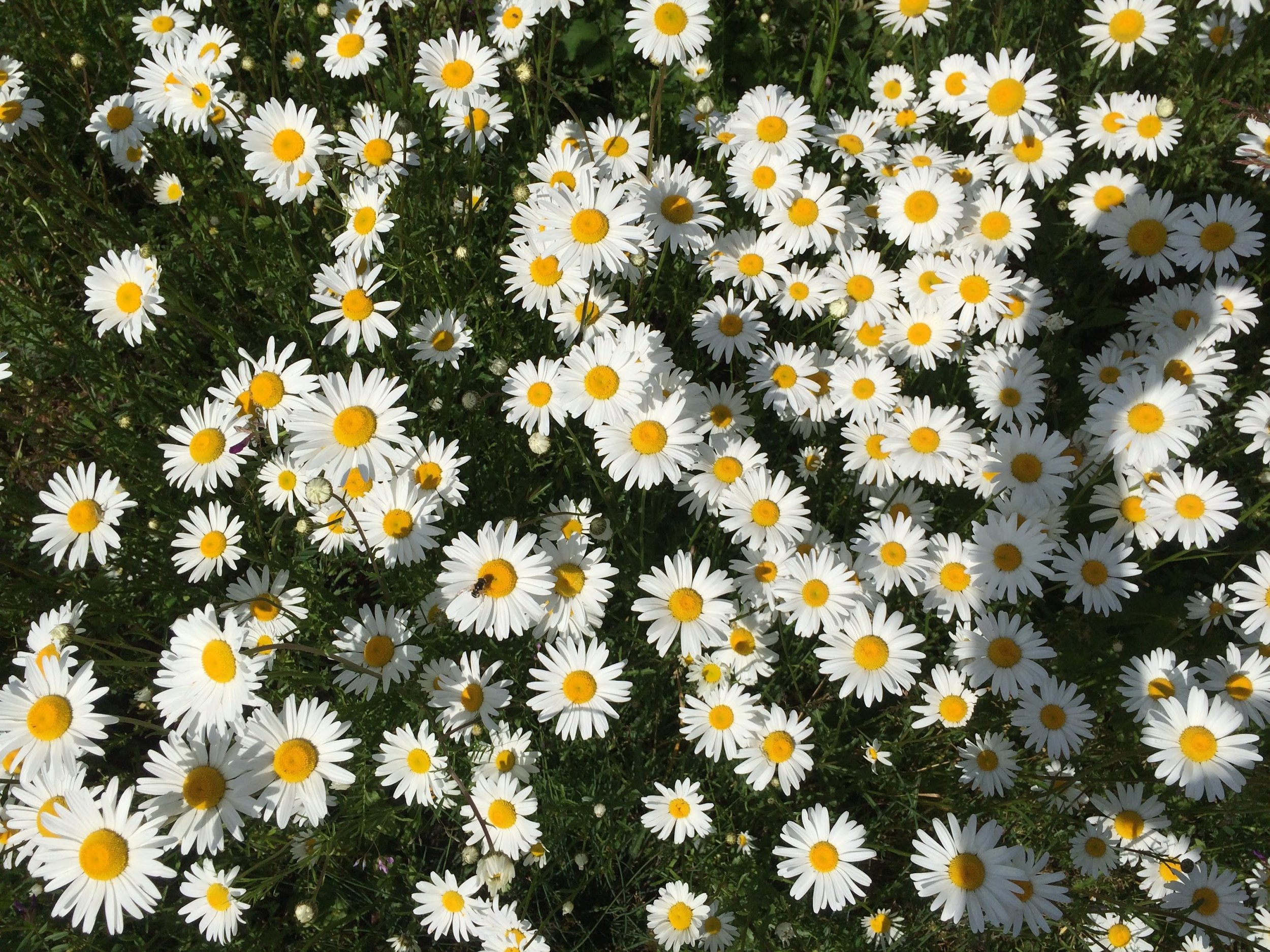 Wildflowers at Chaos Vineyard
