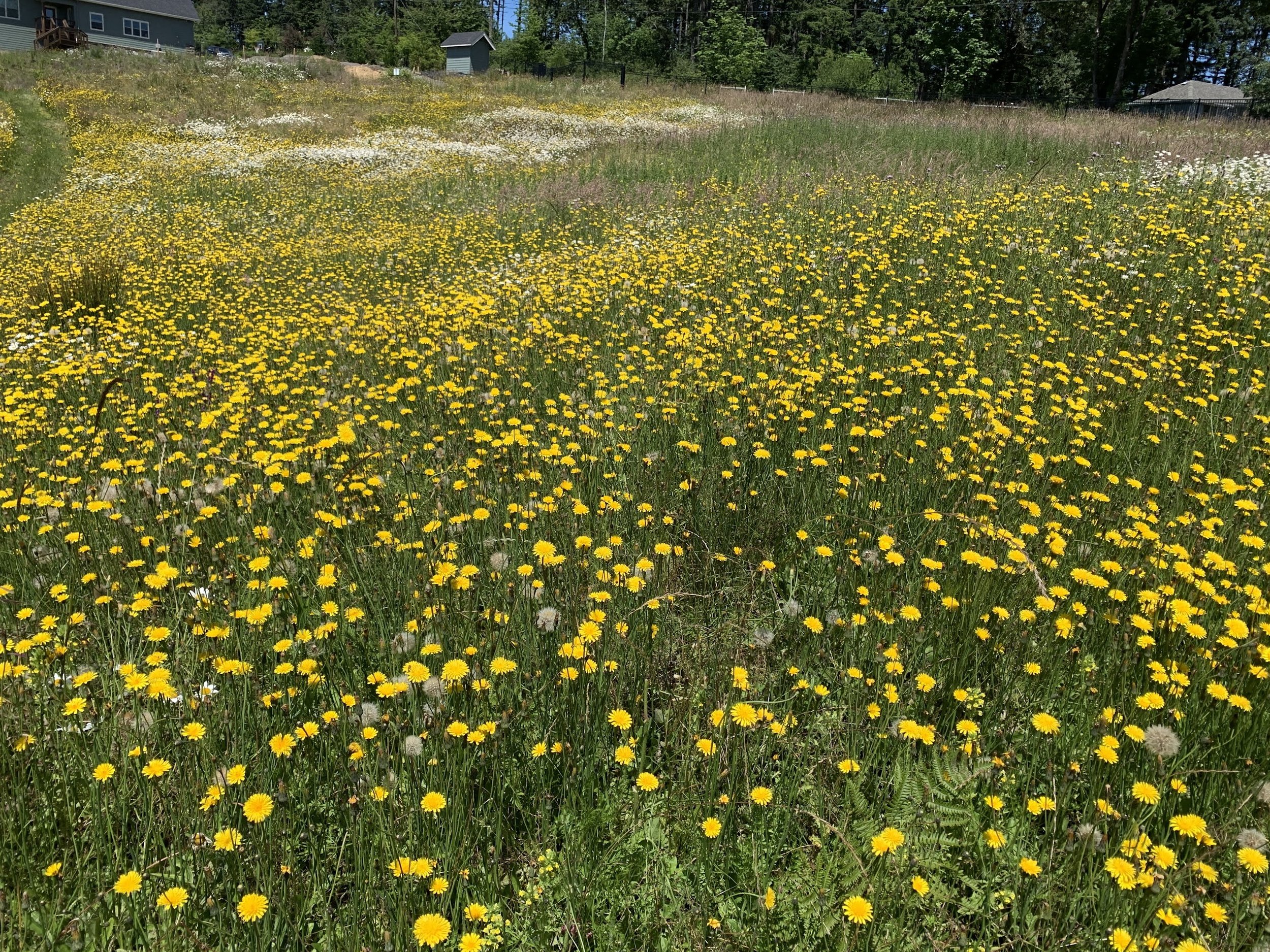 Wildflowers at Chaos Vineyard