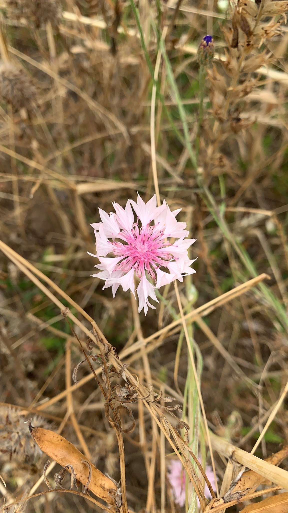 Wildflowers at Chaos Vineyard