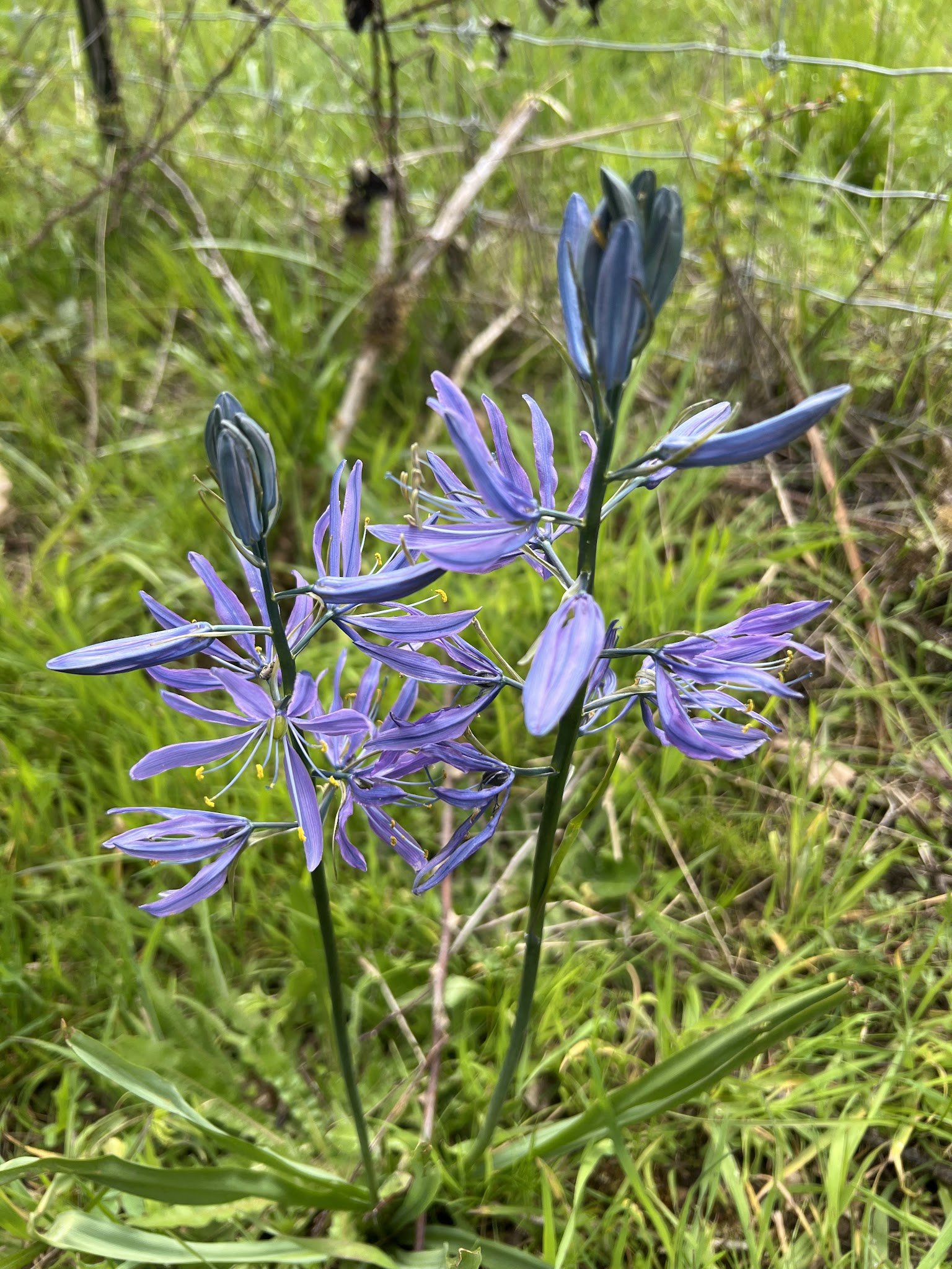 Wildflowers at Chaos Vineyard