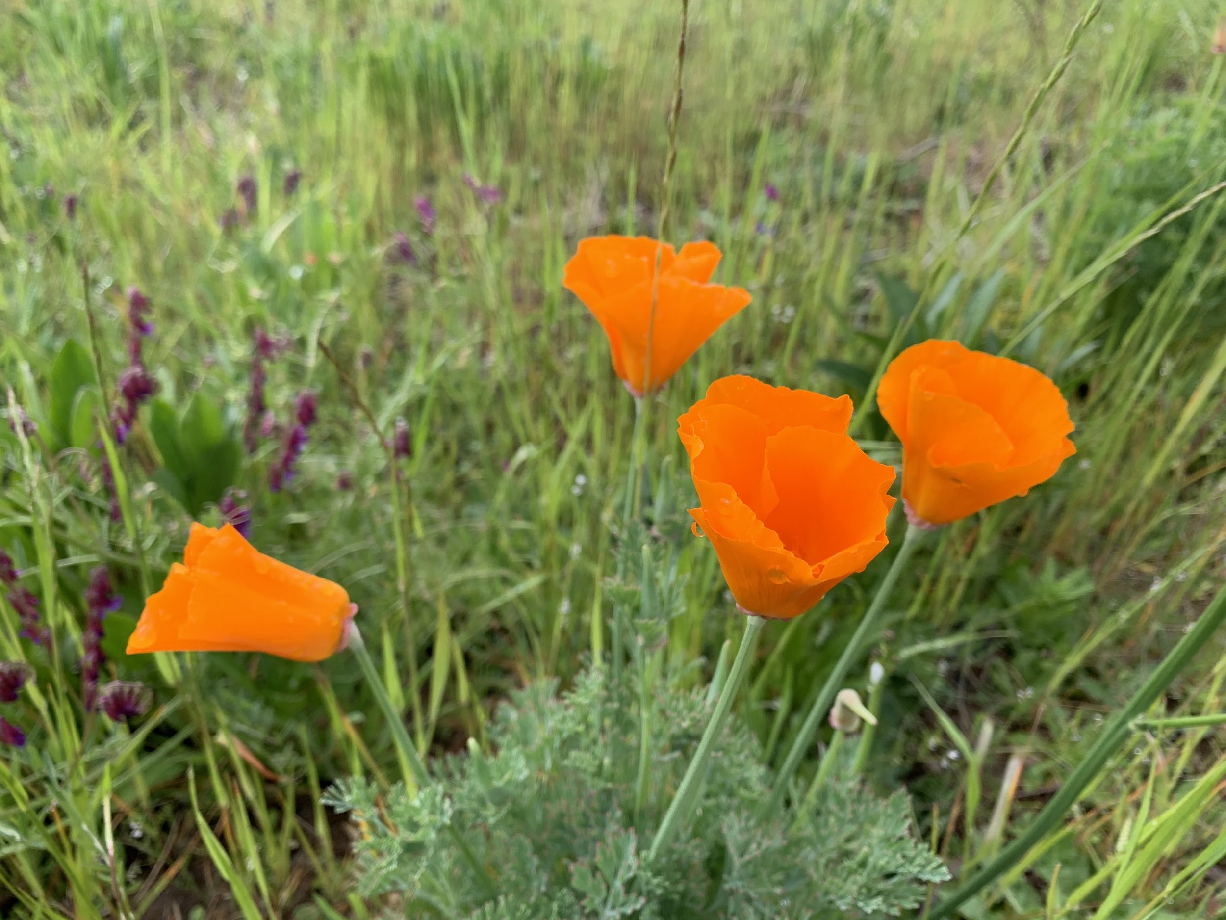 Wildflowers at Chaos Vineyard