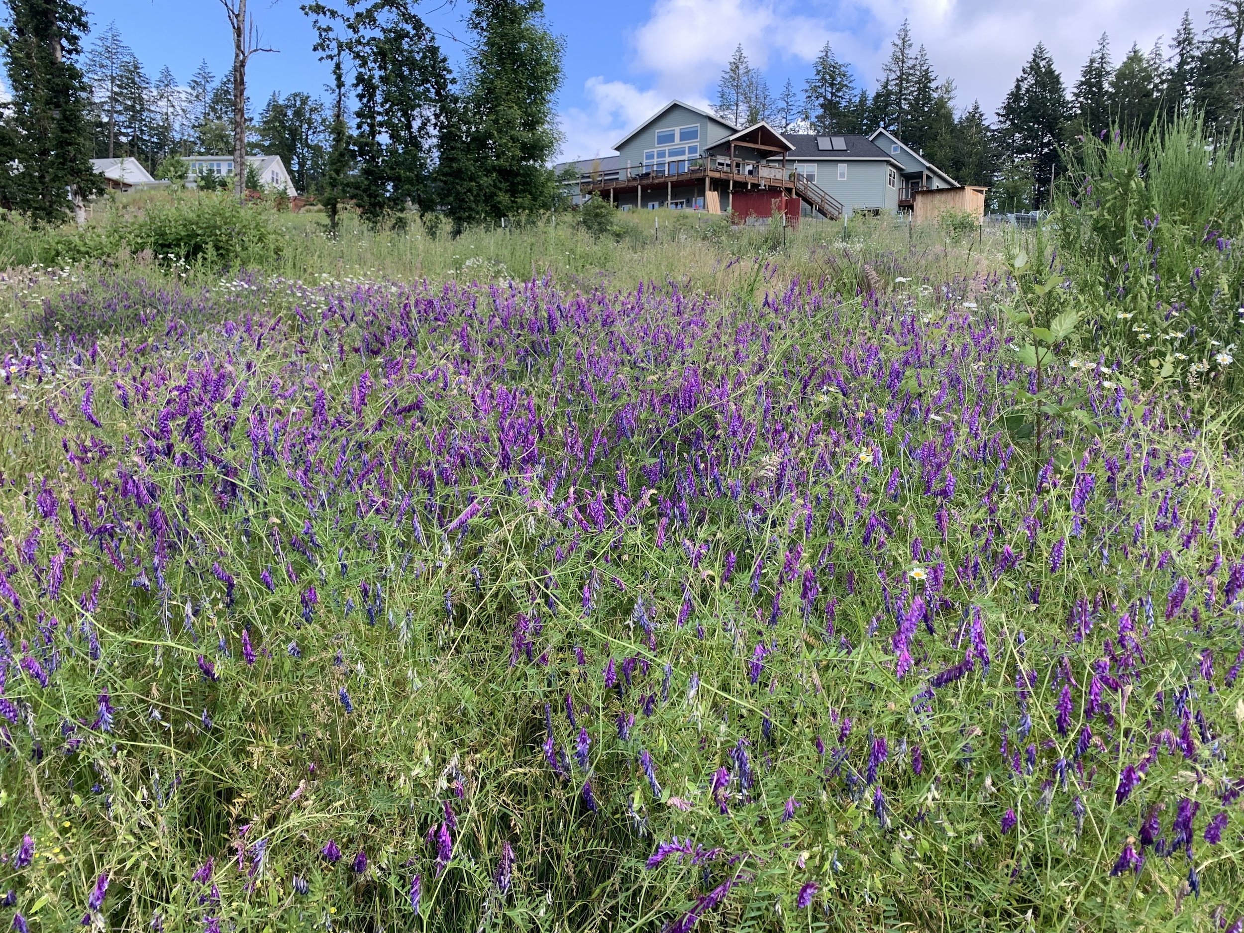 Wildflowers at Chaos Vineyard